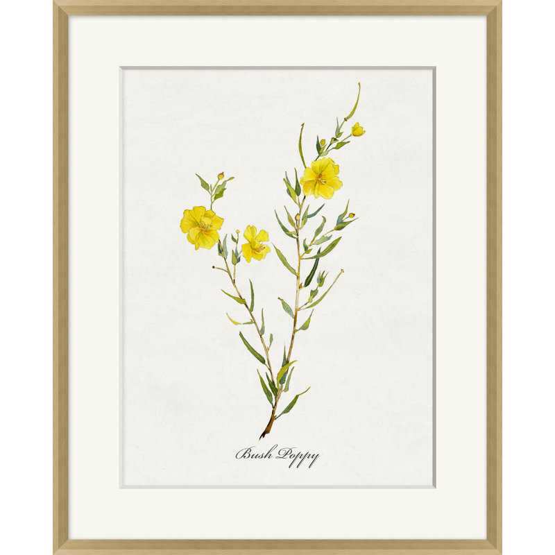 Valley Wildflower Bush Poppy Print by Nathan Turner