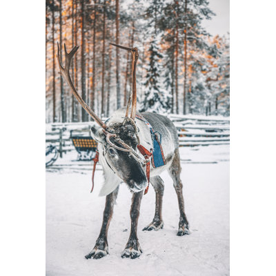 Reindeer In Lapland by Serts - Wrapped Canvas Print