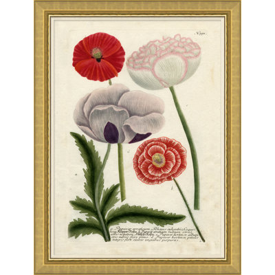 Flora In Pink Giclee Print