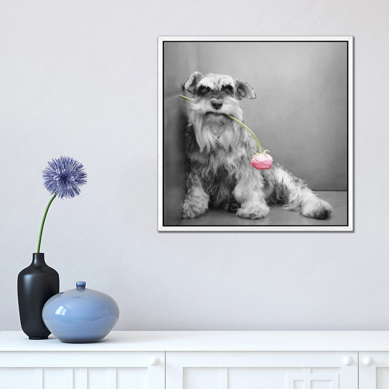 Ziggy by Rachael Hale - Print on Canvas, White Framed, 45.72 cm H x 45.72 cm W