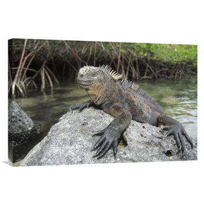 " Marine Iguana Clings To Lava Rock, Academy Bay, Galapagos Islands, Ecuador "