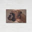 «Boxer» par Thomas Fluharty-636106000