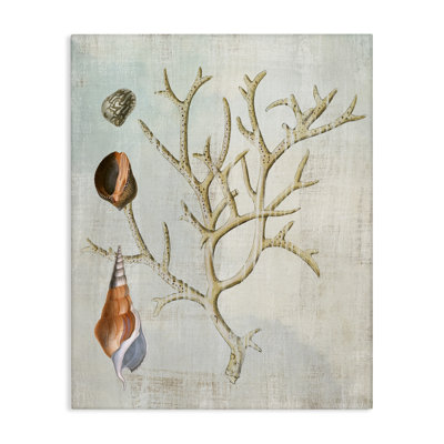 Coquillages et toile de corail, conception par Susan Arnot