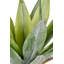 53cm Faux Plant in Cement Pot