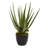 18'' Faux Aloe Succulent in Planter