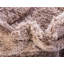 Tapis rouge sang Baynes-20250269-130905029