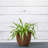 Pot Planter-1306863093