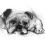 Study Of A Dog VII Print by Emma Brooks-26926517-26926519