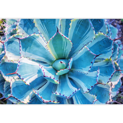 Grand papier peint auto-adhésif à feuilles d'agave pointues