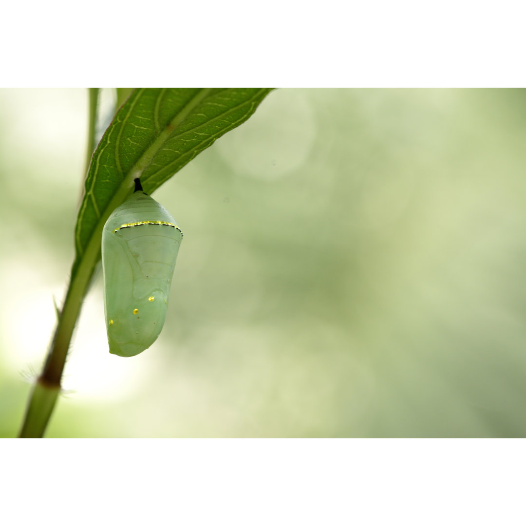 Leinwandbild Monarchfalter Chrysalis, Schöner Kokon