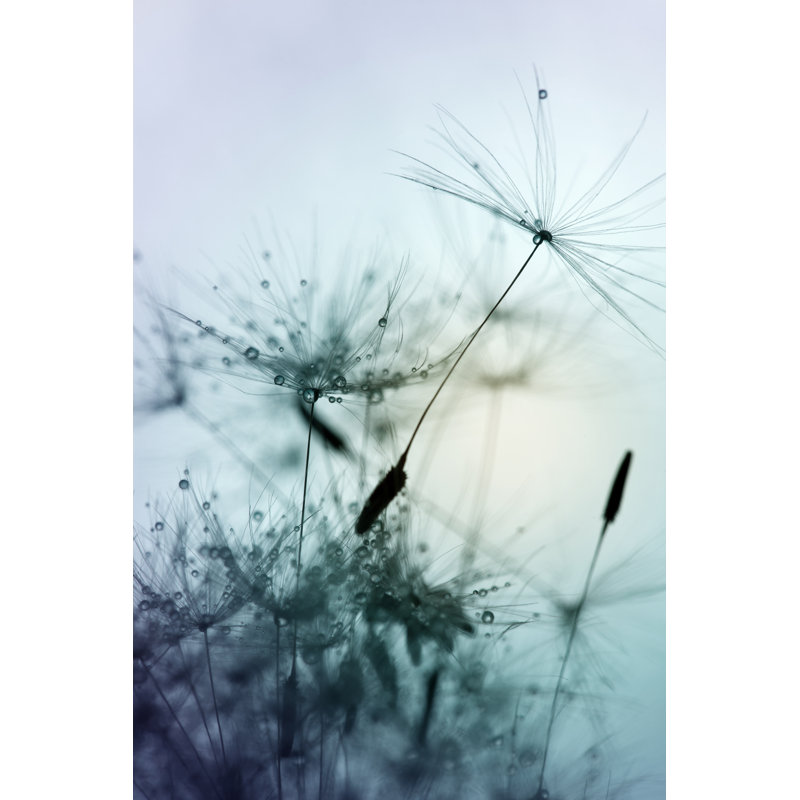 Close-up Of Dandelion Seed by Kamisoka - No Frame Print on Canvas, 30cm H x 20cm W