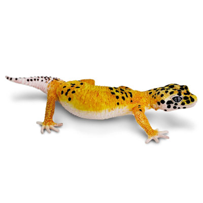 Gecko léopard