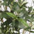 Artificial Olive Tree with Pot-528552005