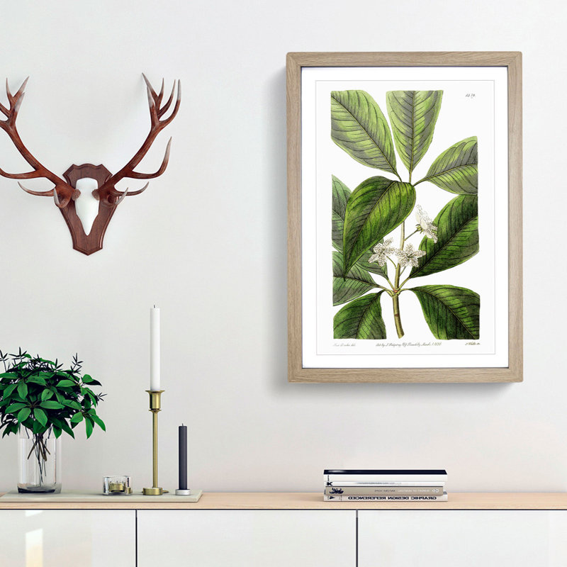 Flowering Tristania Plant - Framed Print, 36cm H x 27cm W x 2cm D, Oak Framed