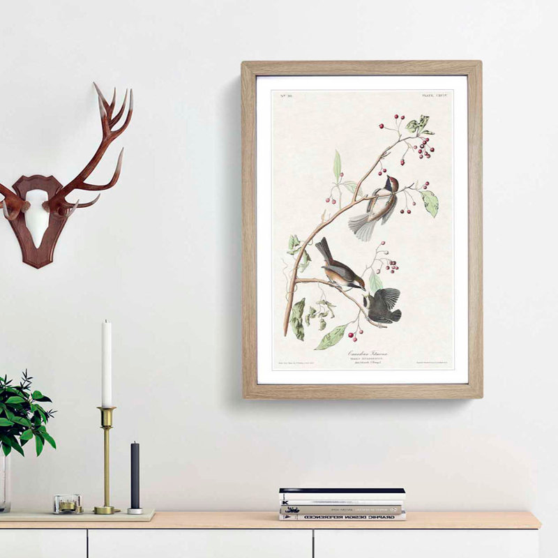 Canadian Titmouse Birds by John Audubon - Picture Frame Painting Print, Oak Framed, 36cm H x 27cm W x 2cm D