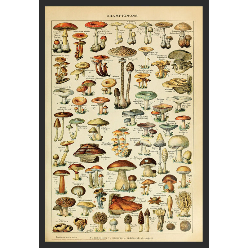 "Champignons pour tous Adolphe Millot" sur papier