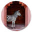 Zebras Apartment is Coral Pink Round Acrylic Art by Oliver Gal-2099285109