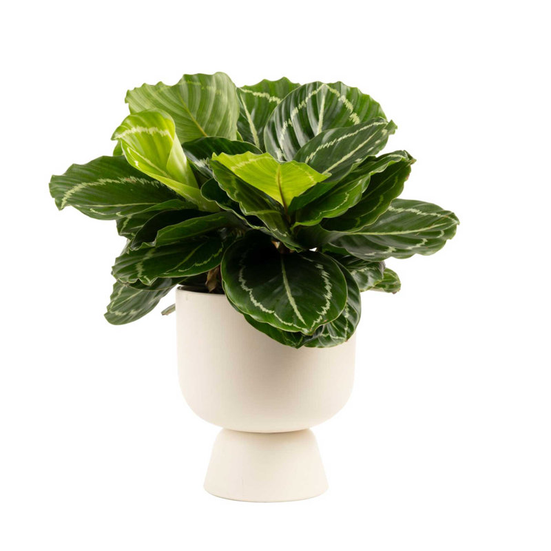 Calathea in Ceramic Planter