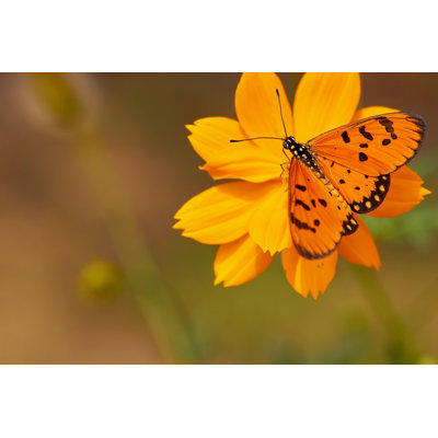 Orange Butterfly - Wrapped Canvas Print