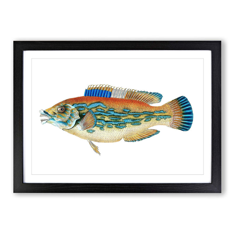 Striped Bass Fish by Edward Donovan - Picture Frame Art Print, 36cm H x 48cm W x 2cm D, Black Framed