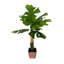 Philodendron en pot 5 pi-85898673