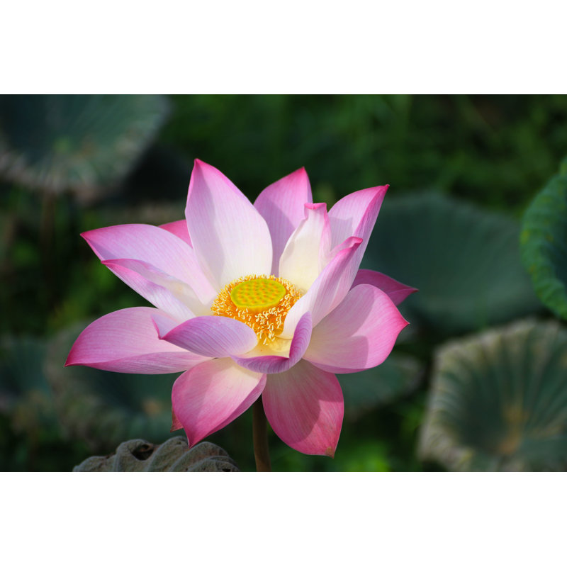 Pink Lotus Flower by Neptunestocks - Wrapped Canvas Print, 30cm H x 46cm W