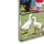 «Armand Duck» par Armand, reproduction sur toile-21649250
