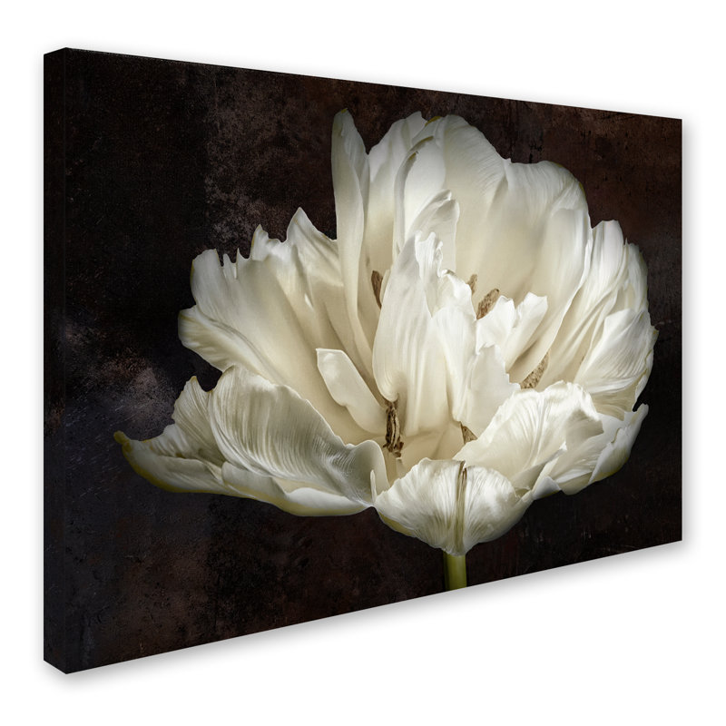 «Double White Tulip» par Cora Niele - reproduction de photo sur toile, H 35 po x l 47 po x P 2 po