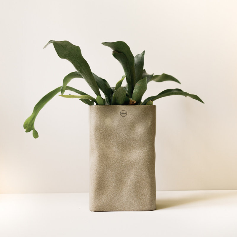 Beige pré