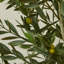 157cm Plant