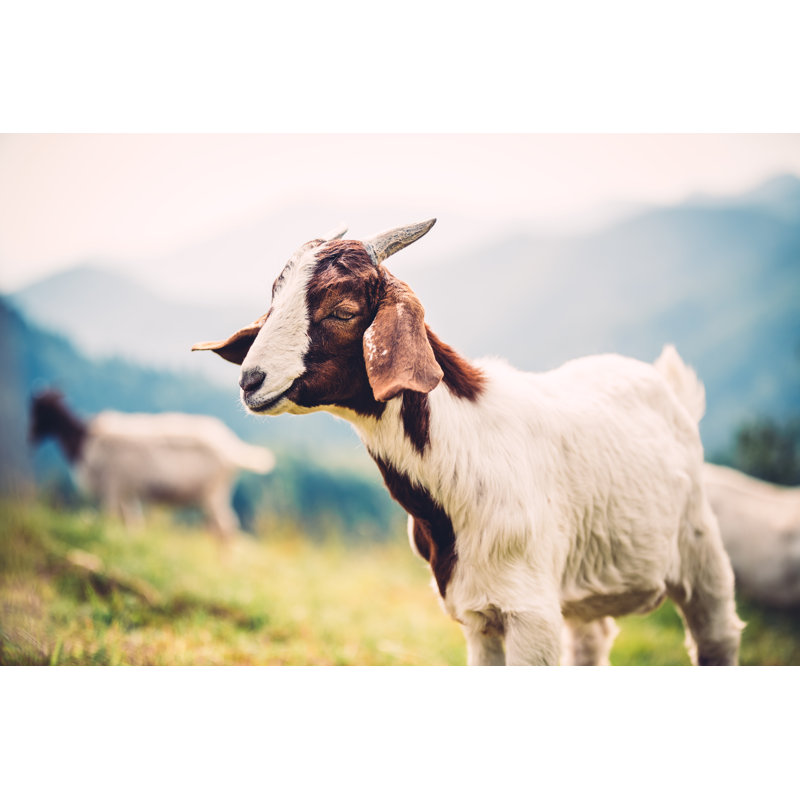 Young Goat On Pasture by Borchee - No Frame Art Prints on Canvas, 61cm H x 91cm W