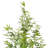 Faux Tree in Pot-1456800381