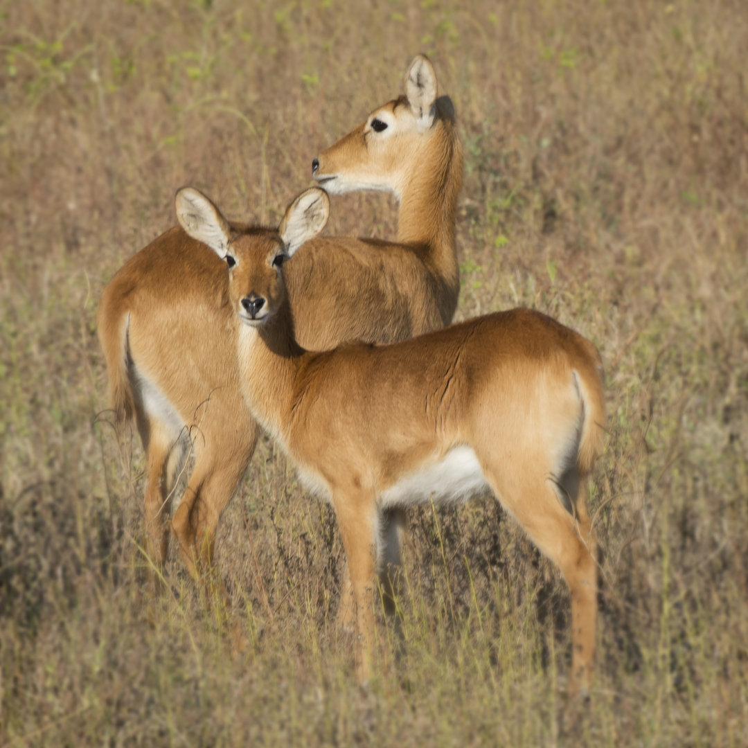 Leinwandbild Puku - Zambia von Scott Bennion