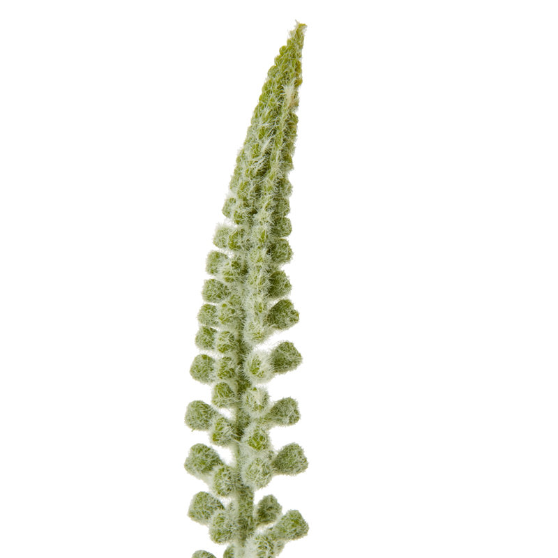 Anastasija Arrangement, White