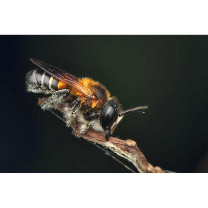 Giant Resin Bee - Wrapped Canvas Print, 20cm H x 30cm W x 3.8cm D