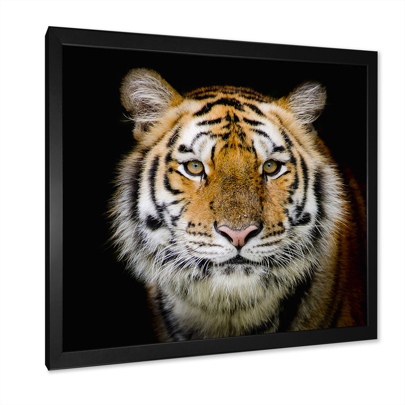 Portrait d'un tigre adulte - reproduction d'art sur toile traditionnelle, H 16 po x l 16 po x P 1 po, Cadre photo noir