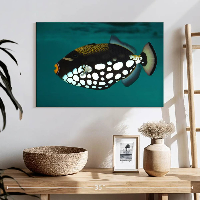 Clown Triggerfish Pet, H 16 po x l 24 po