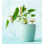 Brass Tropical Birds Plant Pals