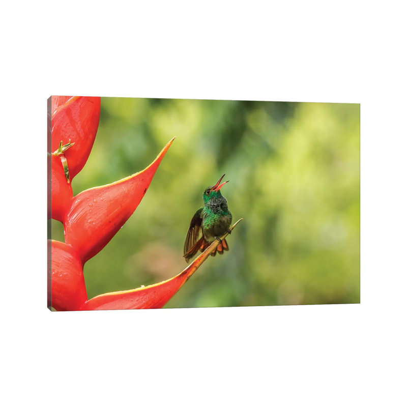 Costa Rica, Sarapiqui River Valley. Rufous-Tailed Hummingbird On Heliconia Plant. by Jaynes Gallery - Wrapped Canvas Print