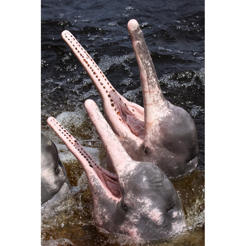Close Up Of Dolphin by Uwe-Bergwitz - Wrapped Canvas Print, 91cm H x 61cm W