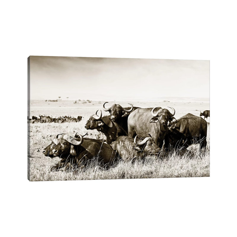 Allied Buffaloes by Klaus Tiedge - Print on Canvas, Wrapped Canvas, 66.04 cm H x 45.72 cm W x 1.91 cm D