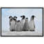 Animaux, petits pingouins sur toile-93629388-93629389