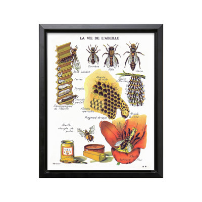 La Vie De L'Abeille