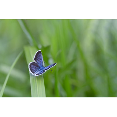 Filippa Butterfly par H_Yasui
