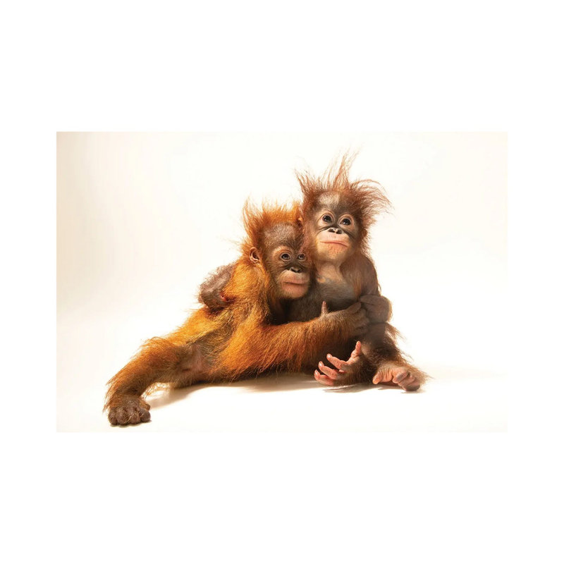 Sumatran Orangutan And Bornean Orangutan At The Taman Safari In Bogor, West Java, Indonesia by Joel Sartore - Gallery-Wrapped Canvas Giclée on Canvas