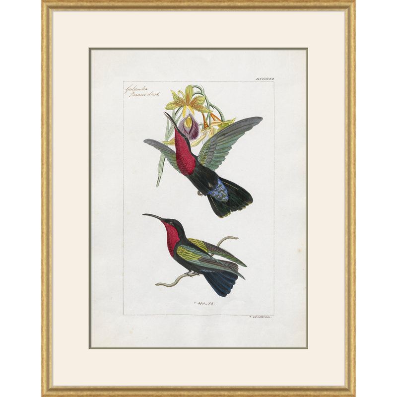Hummingbirds Giclee Print