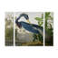 « louisiana héron » par john james audubon, ensemble de 3 reproductions sur toiles tendues-33404669
