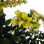 Annistyn 120cm Faux Wisteria Tree in Pot
