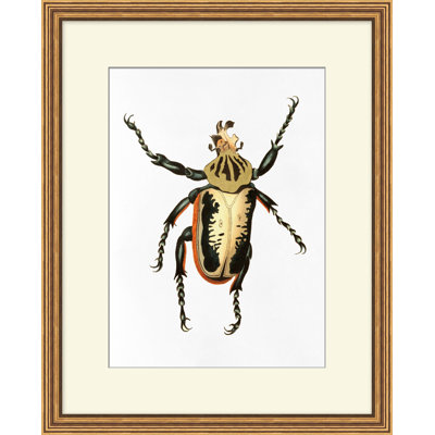 Gilded Beetle 6 Print by Lillian August
