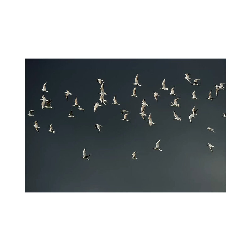 «The Swarm» par Elmar Weiss - photographie sur toile tendue, H 18 po x l 26 po x P 1,5 po